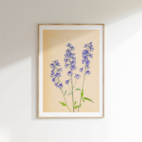 DelphiniumsFramed