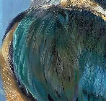 Kotare Sacred Kingfisher