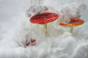 Submerged Mushrooms