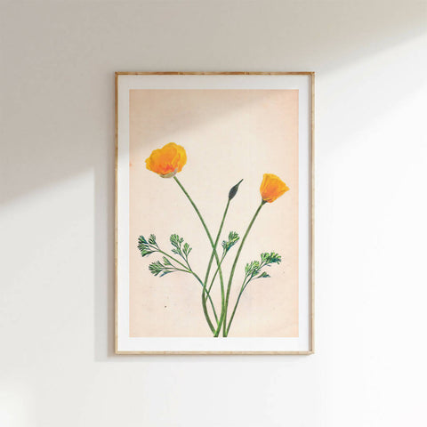 CalifornianPoppyFramed