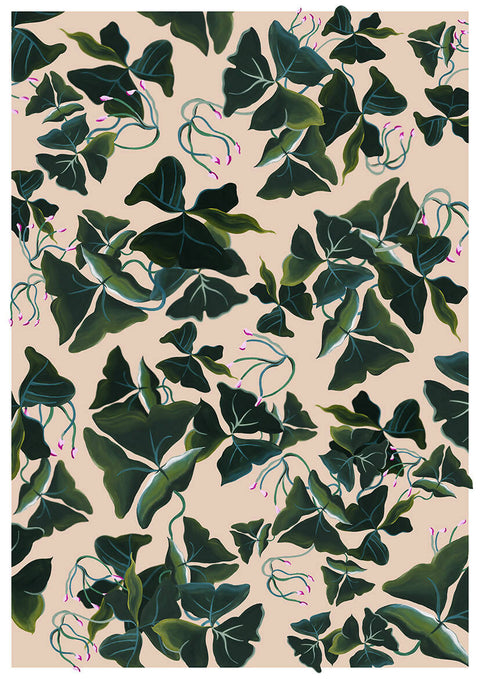 Oxalis