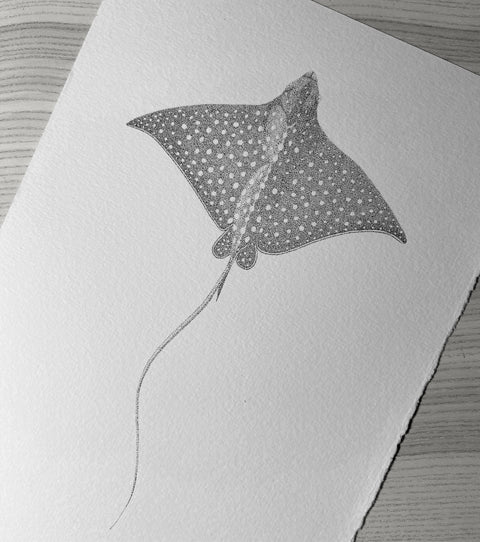 Spotted Eagle Ray