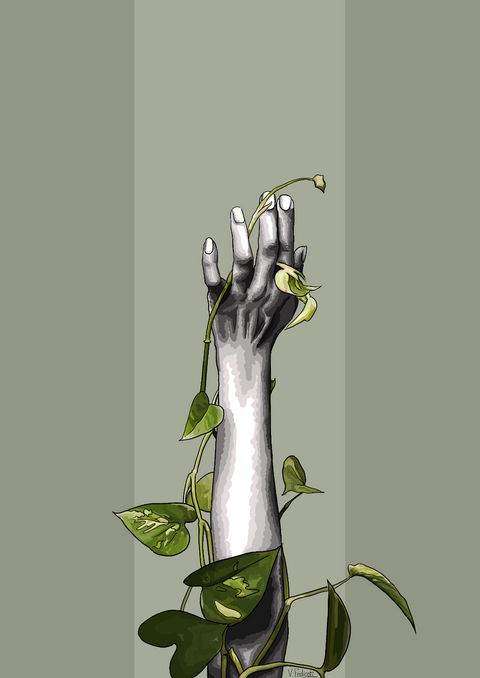 Ivy