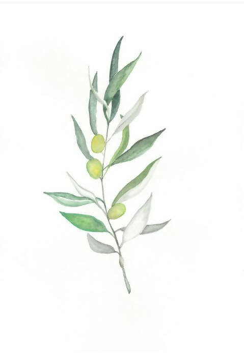 Olive Branch