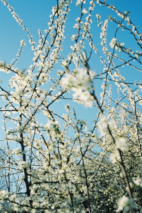 Spring 2021 #2