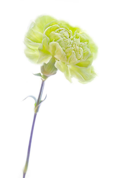 Oscar - Giclée Print