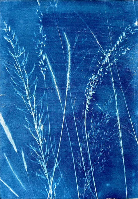 Farm Foragings VI