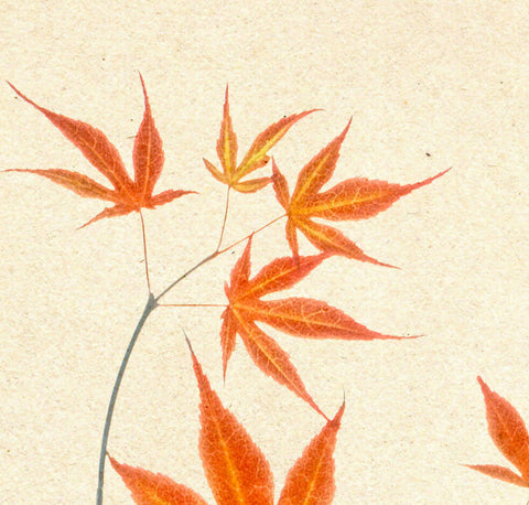 Acer Palmatum