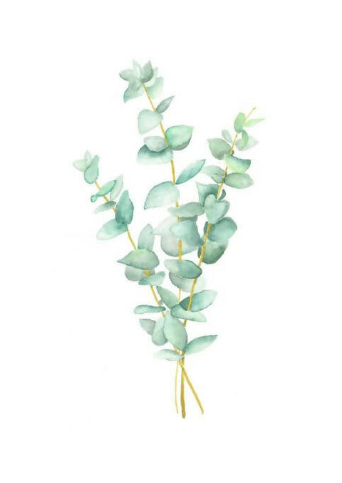 Dreamy Eucalyptus