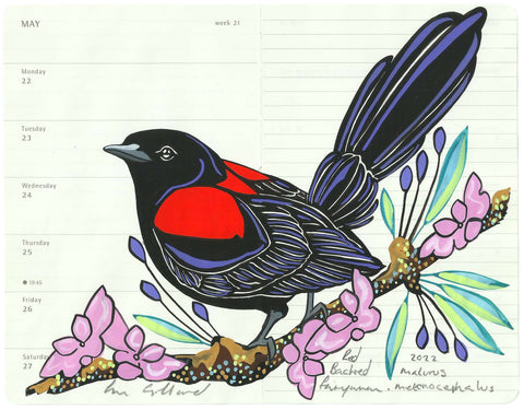 Red Backed Fairywren
