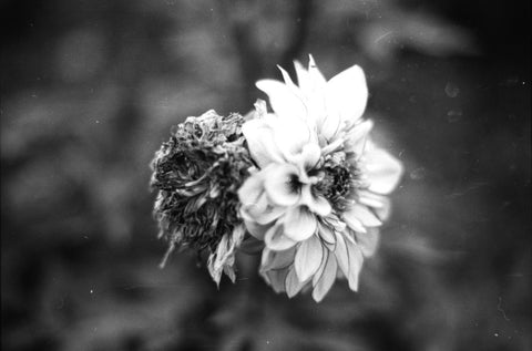 Flower Lifecycle