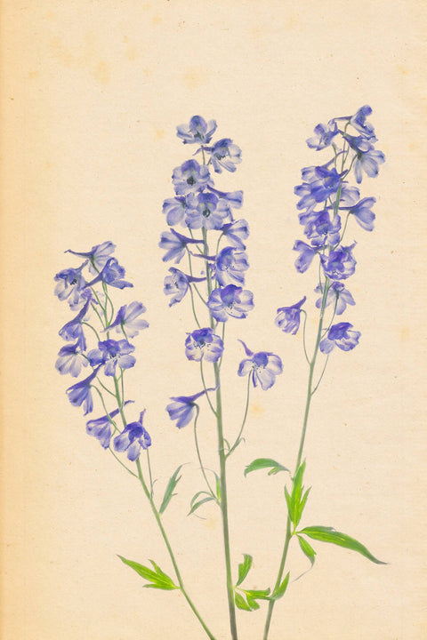 Delphiniums
