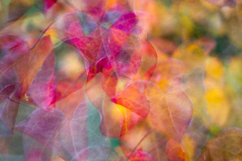 Cercis Print
