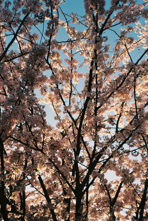 Spring 2021 #4