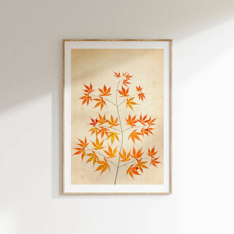 Acer Palmatum