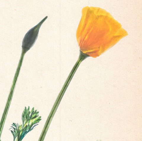 Californian Poppy