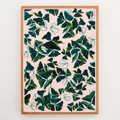 Oxalis