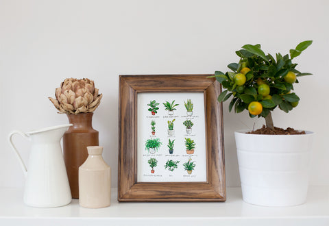 'Pot Plants' Watercolour Print