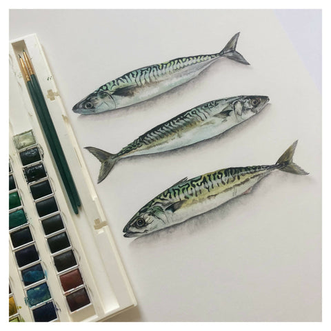 Mackerel