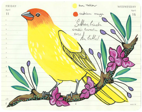 Saffron Finch