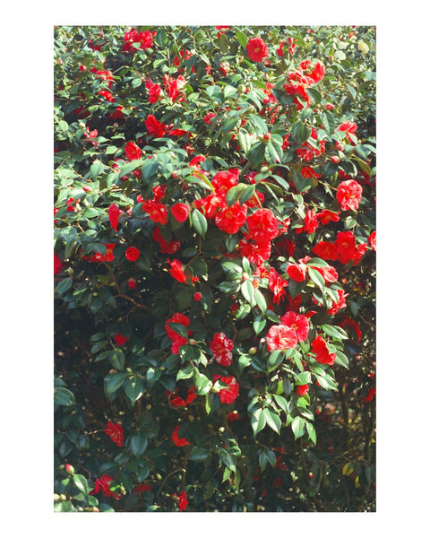 Greenwich Japanese Camellia