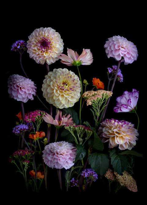 Dahlias with Achillea