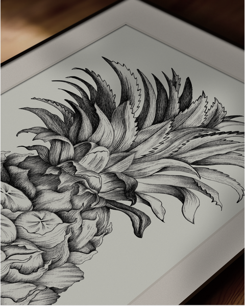 Ananas comosus (Pineapple)