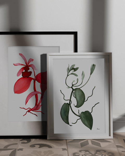 Vanilla planifolia, 2024