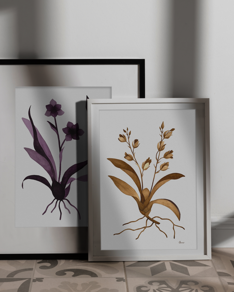 Rodriguezia obtusifolia, 2024