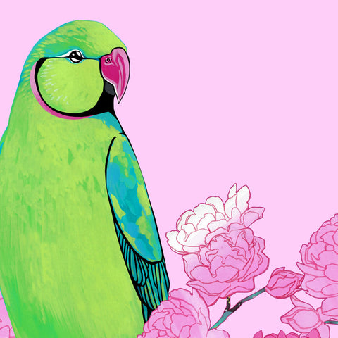 Rose Ringed Parakeets in Pink