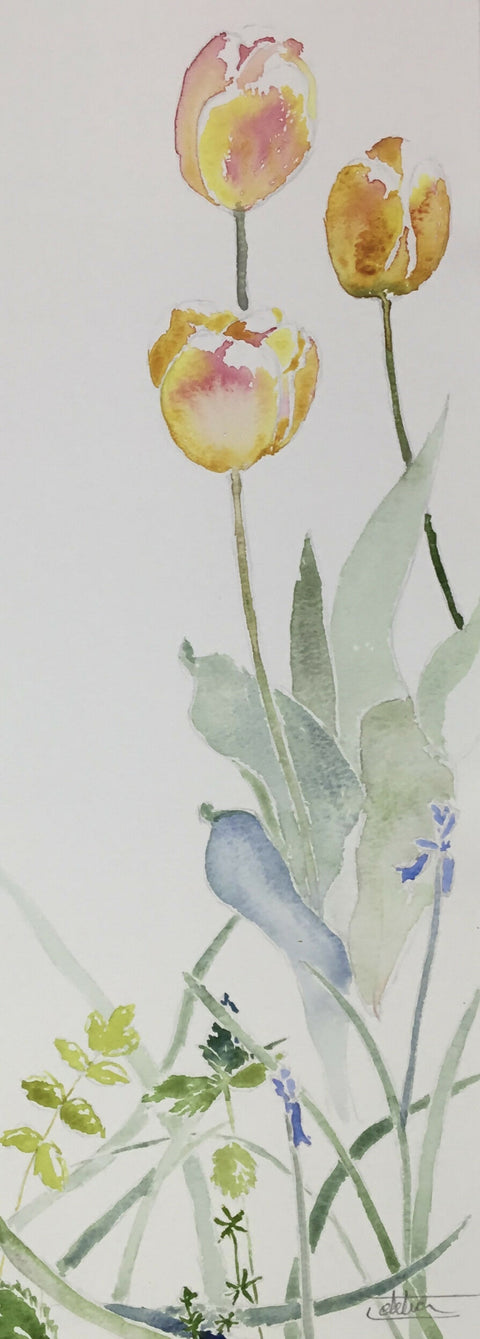 Spring - Tulip ‘Apricot Beauty’