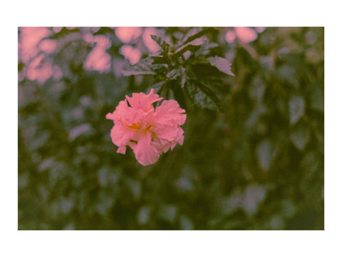Finca Flower