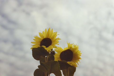 Fran's Sunflowers