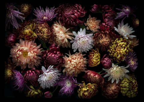 Chrysanthemums