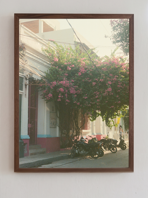 Santa Marta Mopeds and Blossoms