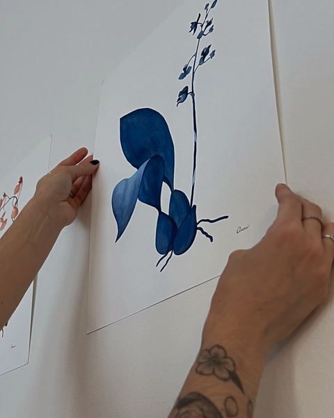 Rudolfiella aurantiaca, 2024