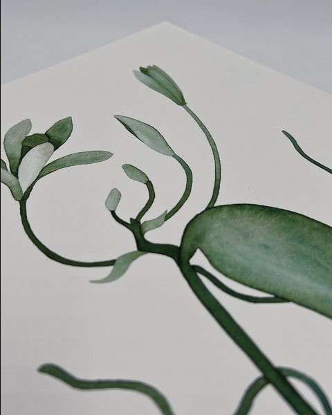 Vanilla planifolia, 2024