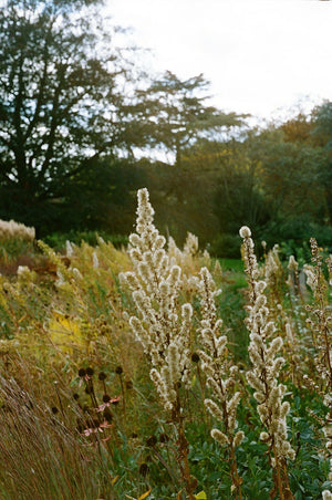 Garden, London