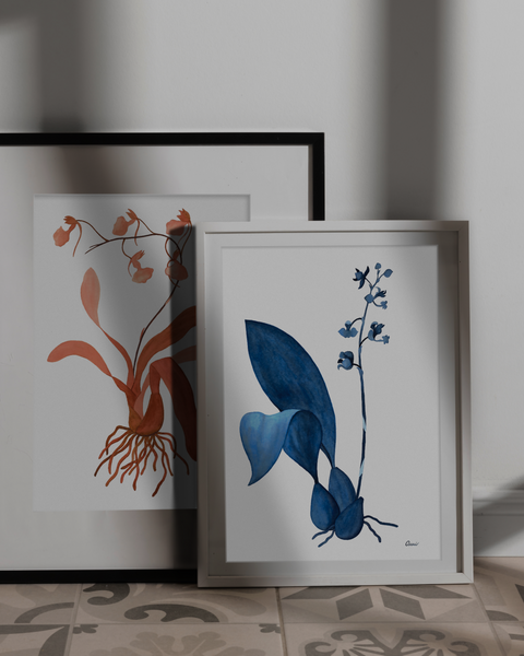 Rudolfiella aurantiaca, 2024