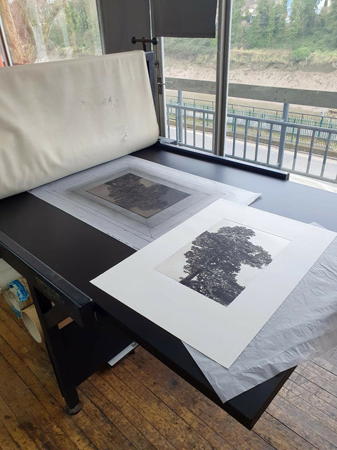 Scots Pine Drypoint Print