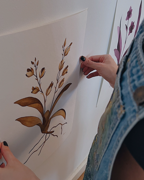 Rodriguezia obtusifolia, 2024