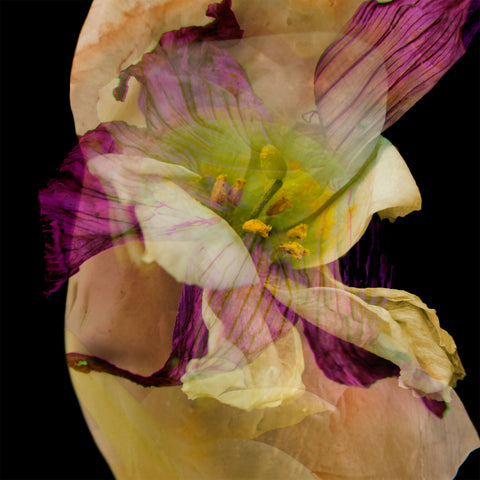 The Healing Gardens #02