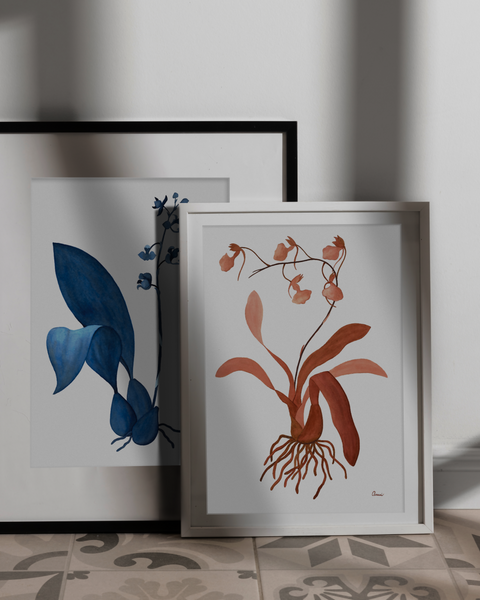 Comparettia coccinea, 2024