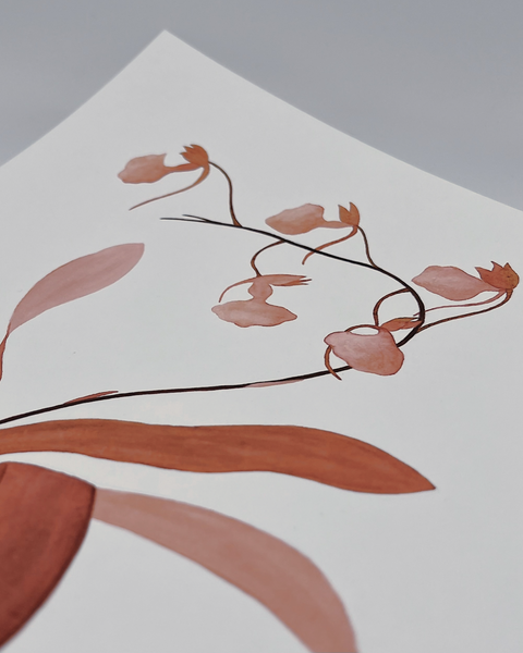 Comparettia coccinea, 2024