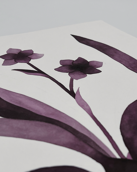 Pabstia jugosa, 2024