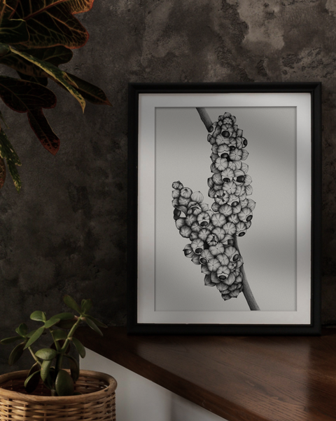 Paullinia cupana (Guaraná)