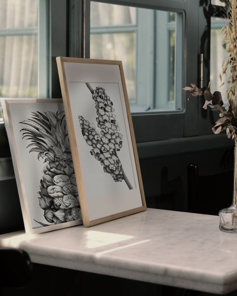 Ananas comosus (Pineapple)