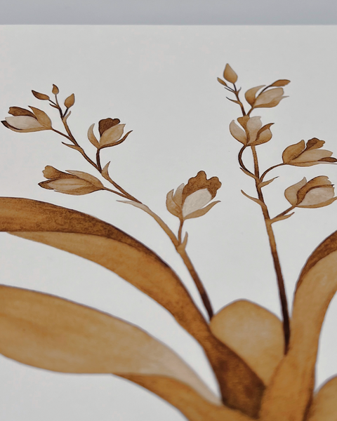 Rodriguezia obtusifolia, 2024