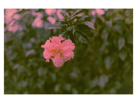 Finca Flower