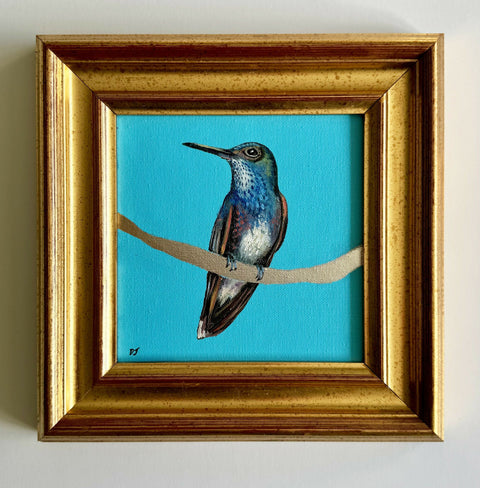 Hummingbird White Belly